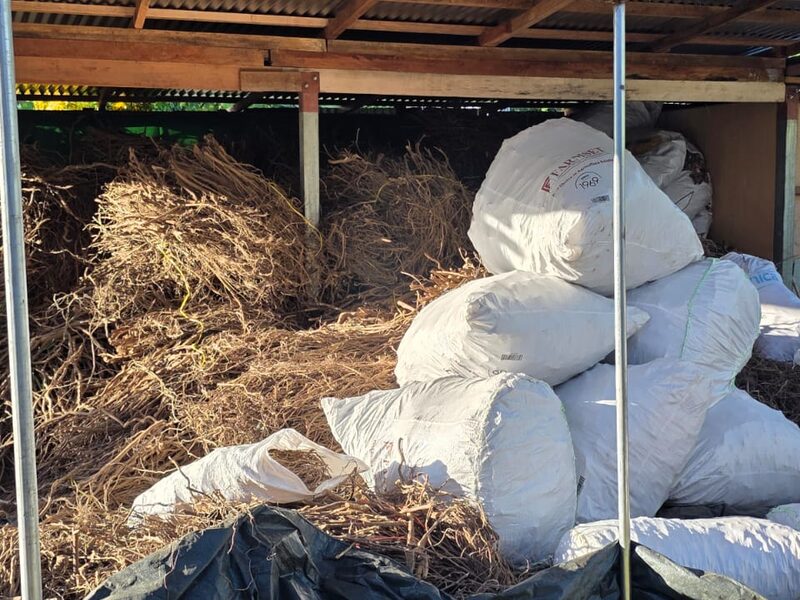 Bagged kava root stored under cover